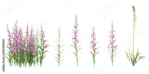 Fototapeta Naklejka Na Ścianę i Meble -  set of Fireweed flower plants on transparent background