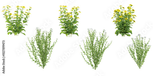 Set of Common jasmine,Echinacea SunSeekers Yellow flower plants isolated on transparent background