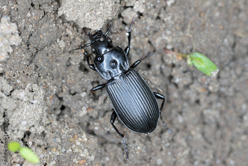 Pterostichus niger is a species of woodland ground beetle in the family Carabidae. A predatory insect, a natural enemy of plant pests on crops and in gardens.