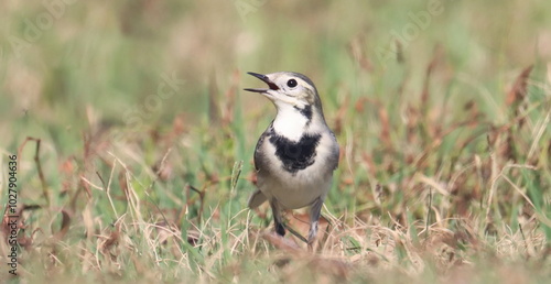 White Wagtail in green grass, Motacilla alba, birds of Montenegro