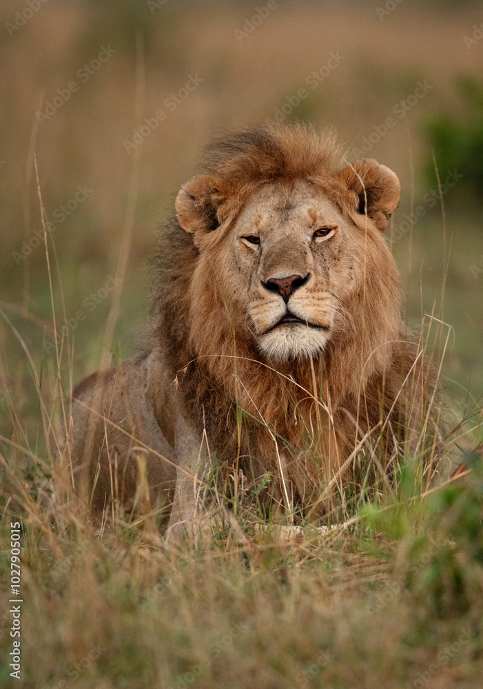 Portrait of a Lion at Masai Mara, Kenya Portrait of a Lion at Masai Mara, Kenya