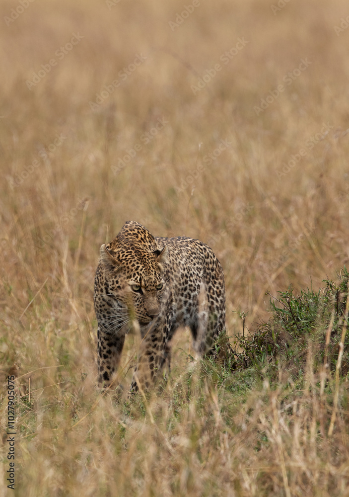 Fototapeta premium A leopard observing the burrow of warthog, Masai Mara.