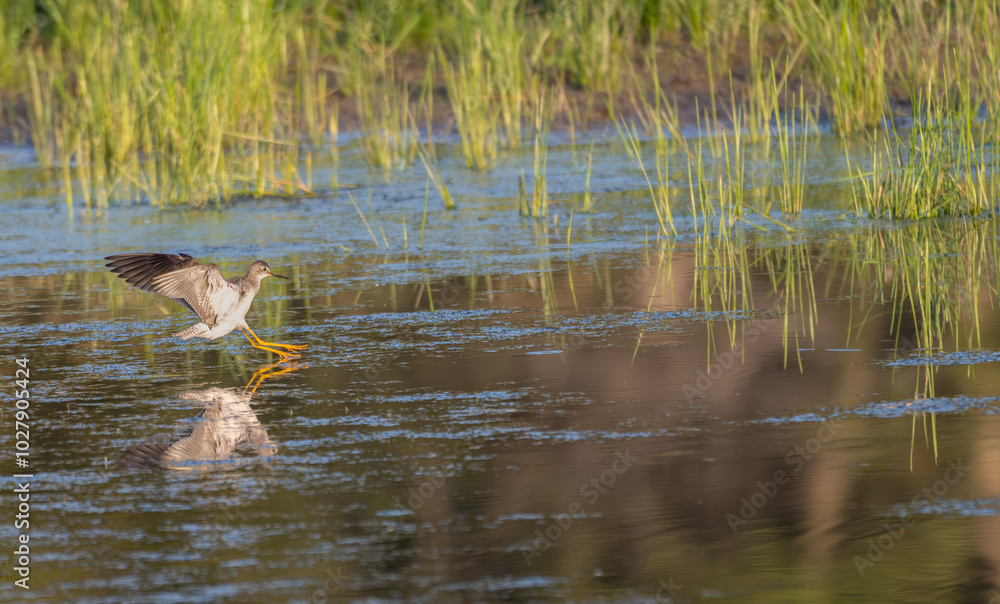 Lesser yellowlegs landing in a shallow pond at sunset. Lesser yellowlegs landing in a shallow pond at sunset.