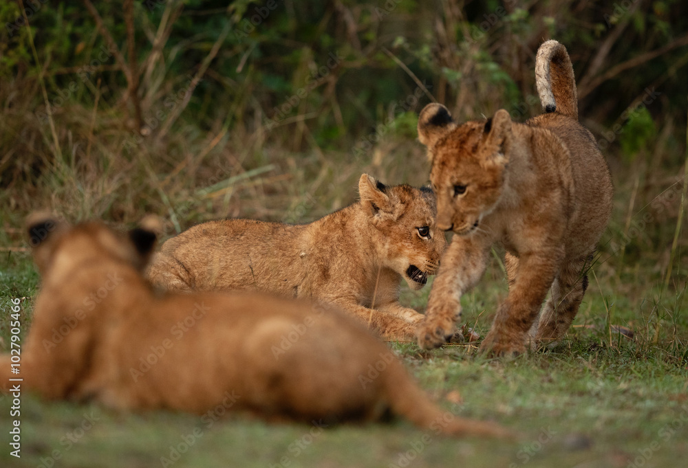 Lion cubs playing in the morning at Masai Mara, Kenya