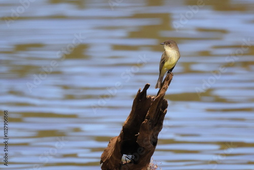 Eastern phoebe flycatcher bird perched by river.  photo