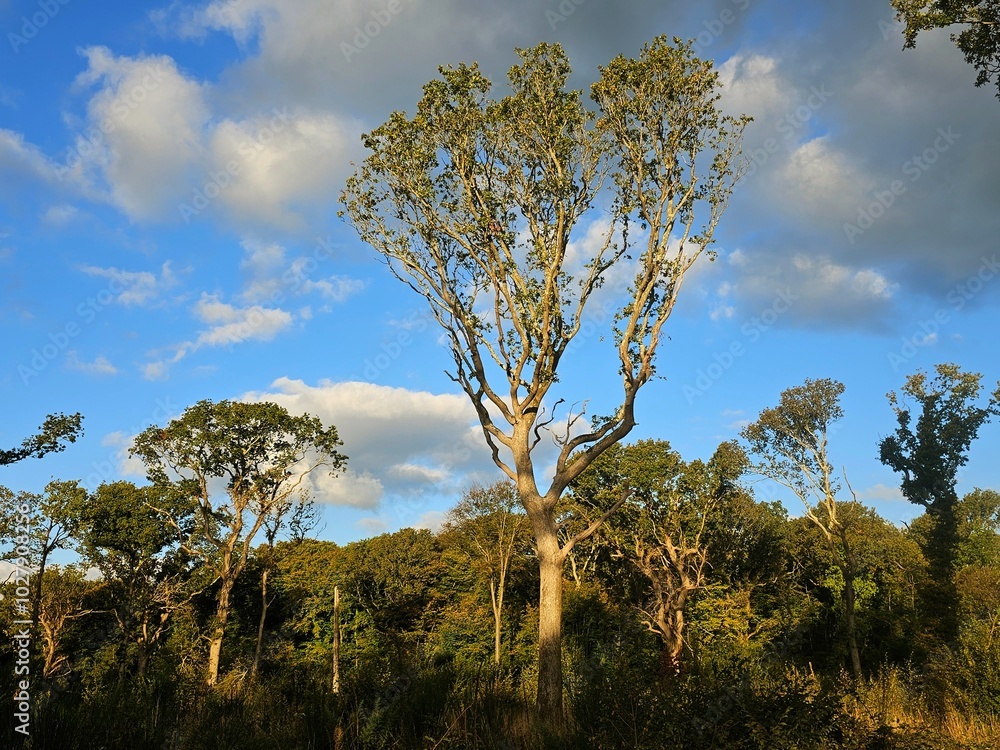 Fototapeta premium Woodland in Bexhill, East Sussex, United kingdom that looks like a tropical rainforest