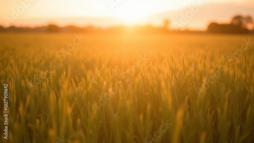 Tranquil Sunset Over a Serene Field of Grass