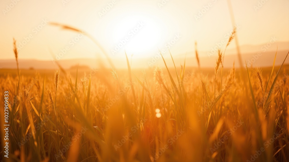 Fototapeta premium Serene Sunset Over a Golden Grain Field