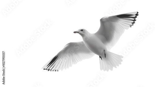 Seagull isolated on transparent background, png.