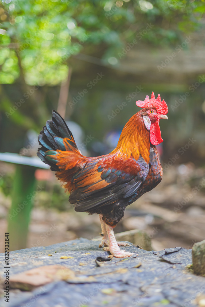 Fototapeta premium a red rooster resting in the farm