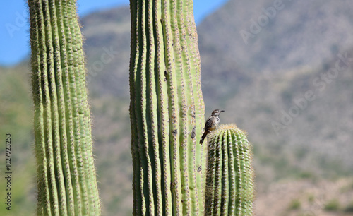 cactus in desert saguaro cacti with cactus wren bird photo