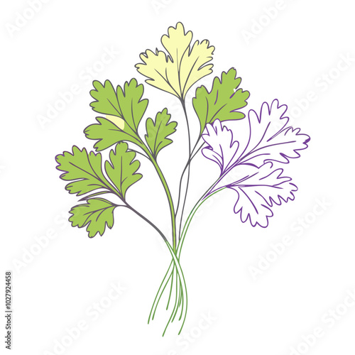 Colorful cilantro herb illustration, transparent background, fresh green, yellow leaves