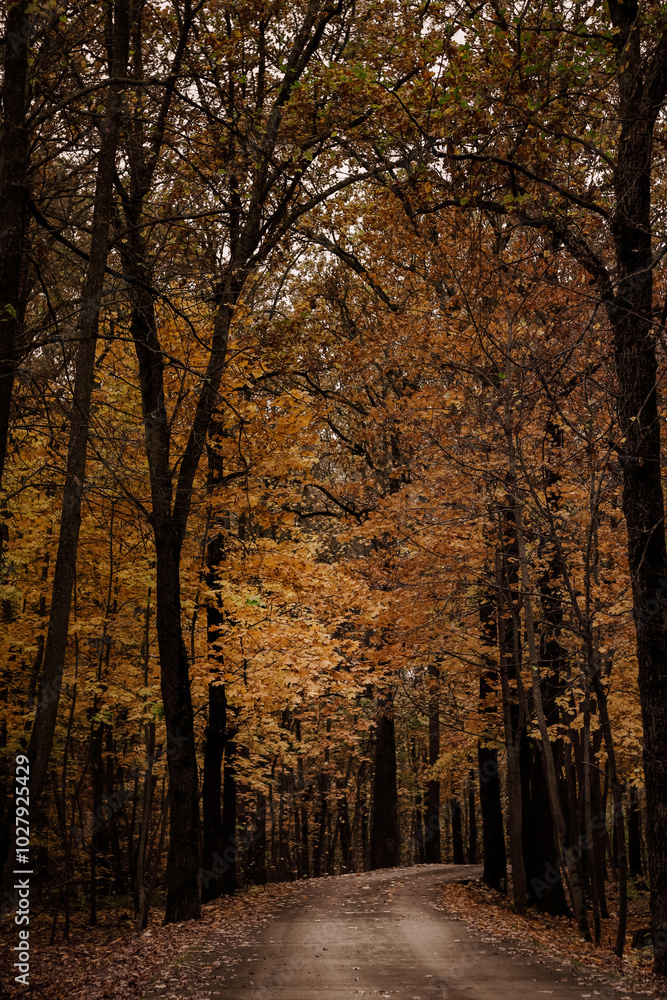 Fototapeta premium autumn in the park