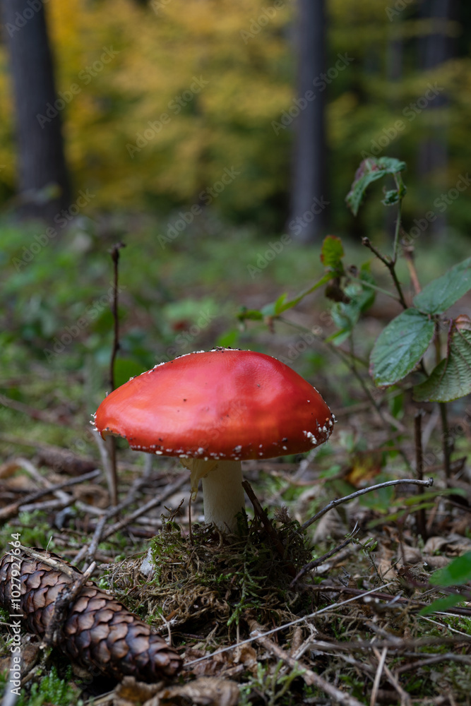 big red fly agaric fungi mushroom in the forest big red fly agaric fungi mushroom in the forest