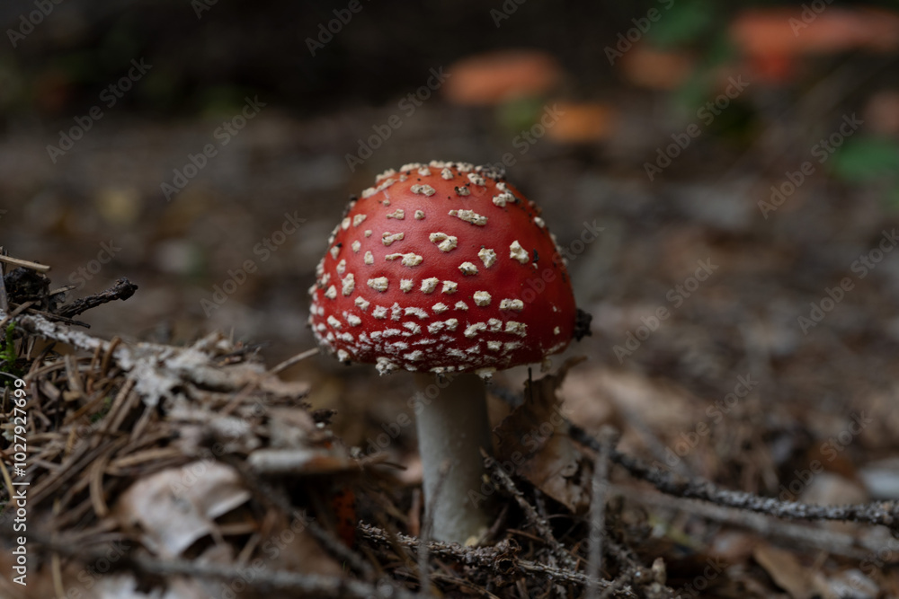 big red fly agaric fungi mushroom in the forest big red fly agaric fungi mushroom in the forest