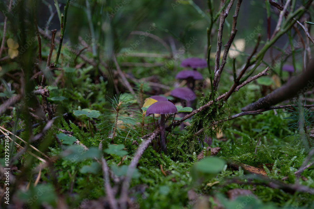 Beautiful purple mushroom in the forest covered in grass and moss Beautiful purple mushroom in the forest covered in grass and moss