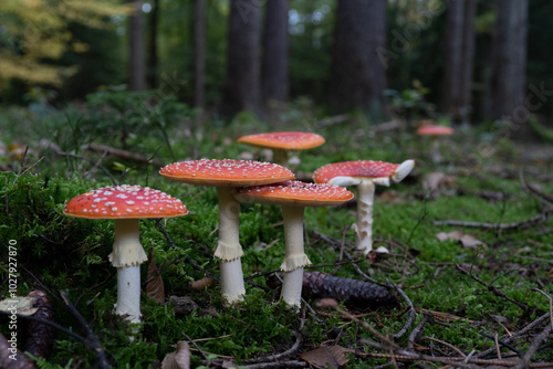 big red fly agaric fungi mushroom in the forest