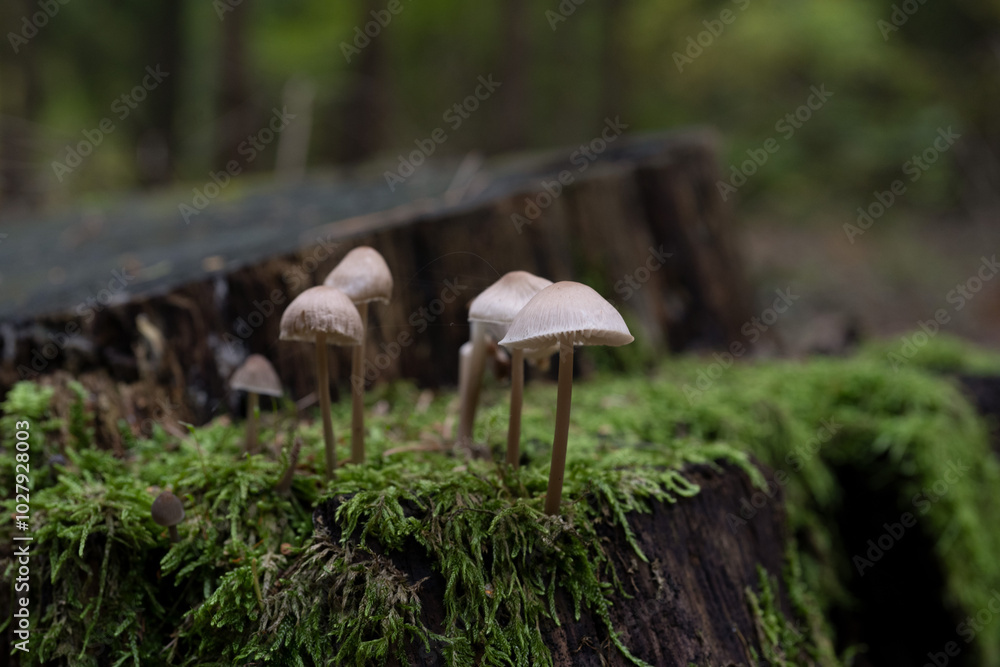 small fungi mushroom in the forest close up small fungi mushroom in the forest close up