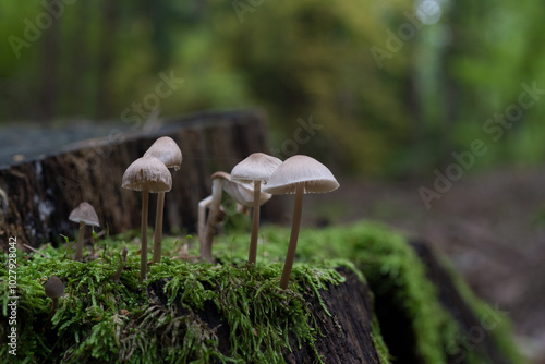 small fungi mushroom in the forest close up