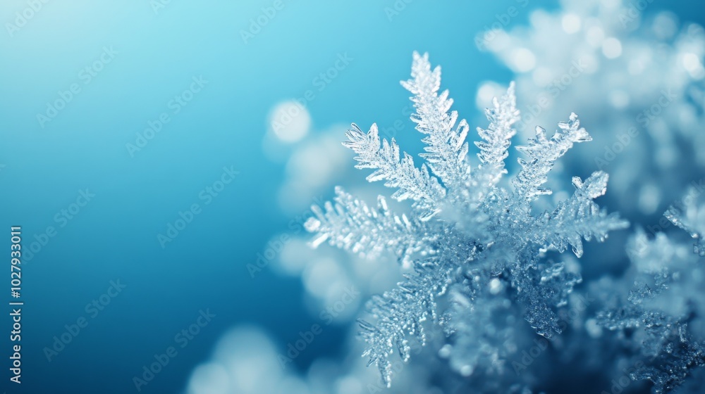Close-Up of a Snowflake: snowflake Close-Up of a Snowflake: snowflake