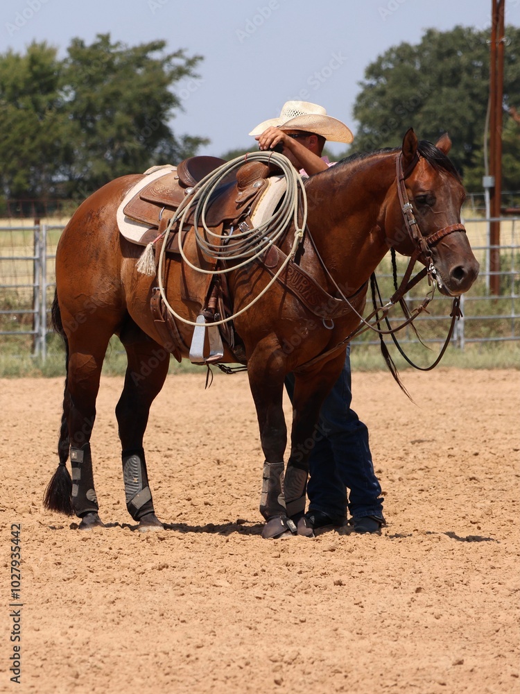 Dun Stallion Team Roping Dun Stallion Team Roping