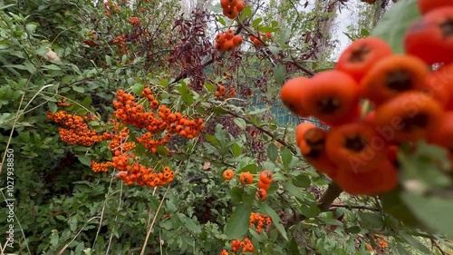 Red Rowan Berry Bunches Grow on a Green Bush, eco-friendly, nature beauty background, flora, agriculture