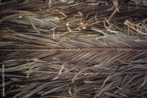 White straw dry leaves plant pattern abstract background photo