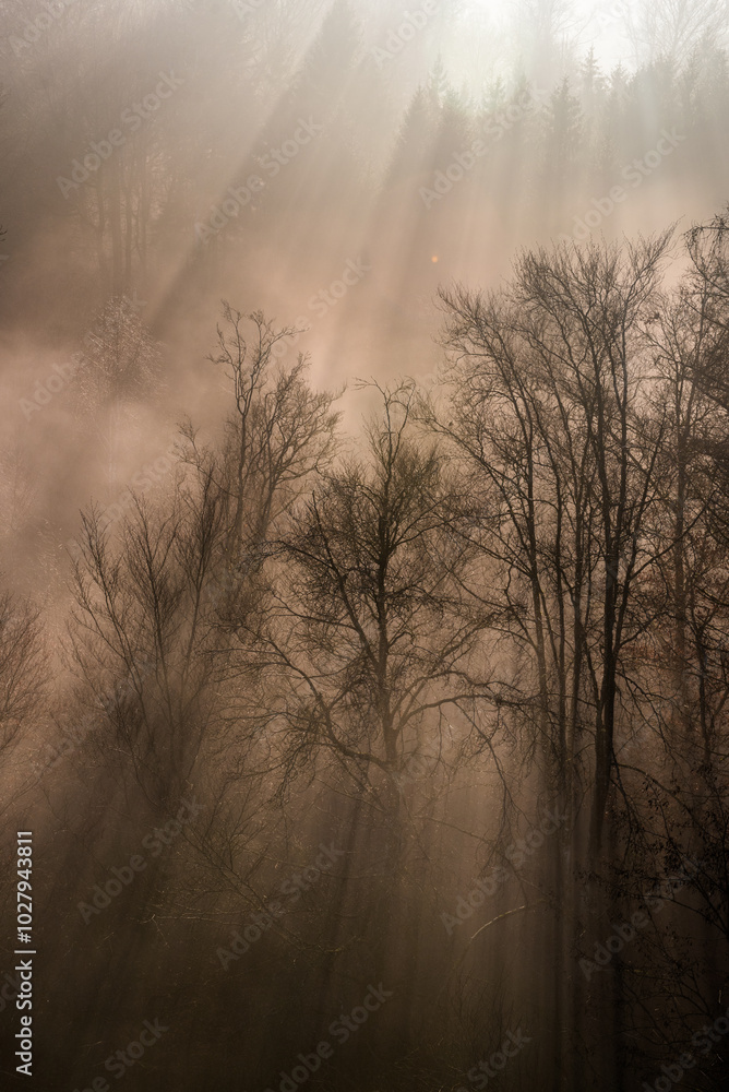 Naklejka premium fogy weather with sunnbeams