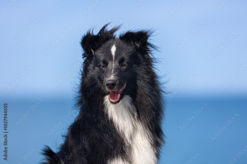 Summer portrait of black and white shetland sheepdog puppy. Cute little lassie, sheltie, collie sitting outdoors on a beach with background of blue sky. Charming sheltie on hot summer weather Summer portrait of black and white shetland sheepdog puppy. Cute little lassie, sheltie, collie sitting outdoors on a beach with background of blue sky. Charming sheltie on hot summer weather