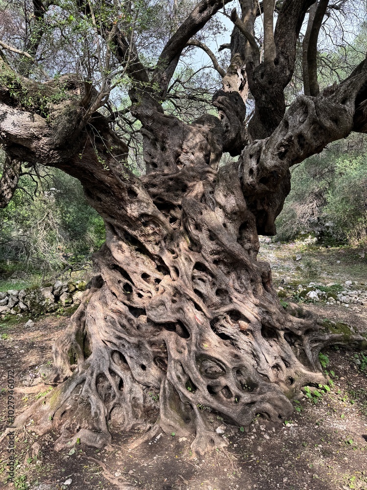Mitera oldest olive tree at Greece Corfu Mitera oldest olive tree at Greece Corfu