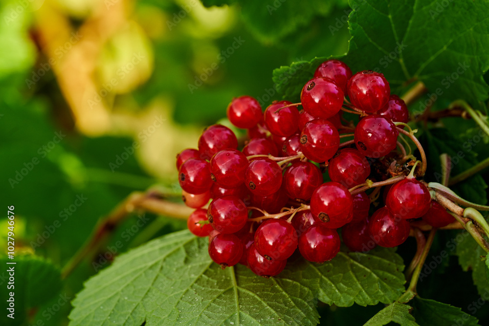 Branch of ripe red currant in a home garden Branch of ripe red currant in a home garden