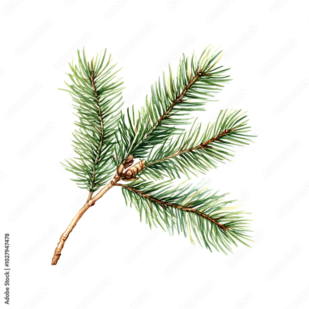 Elegant watercolor fir branches illustration with a festive touch Elegant watercolor fir branches illustration with a festive touch