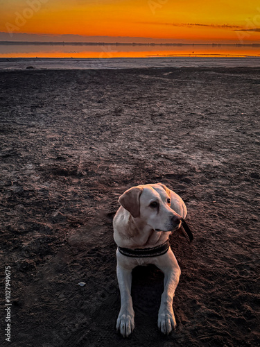 atardecer, naranjas, sol , playa colores, naranja, azul, amistad , perros, labrador