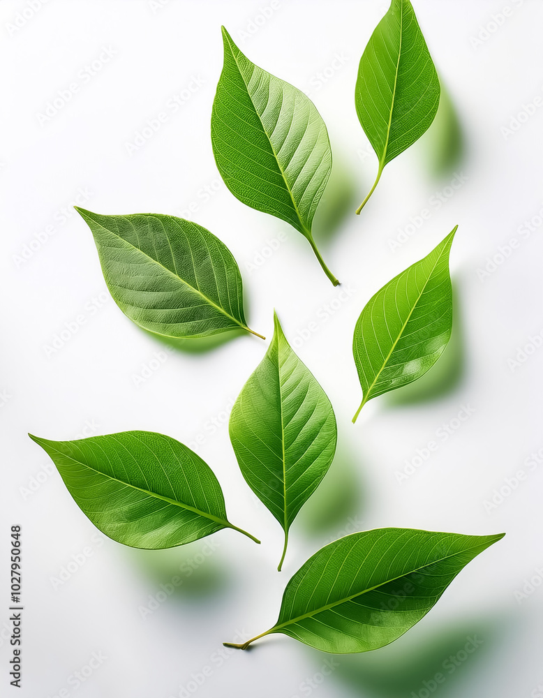 Naklejka premium Flying green leaves, on a white background