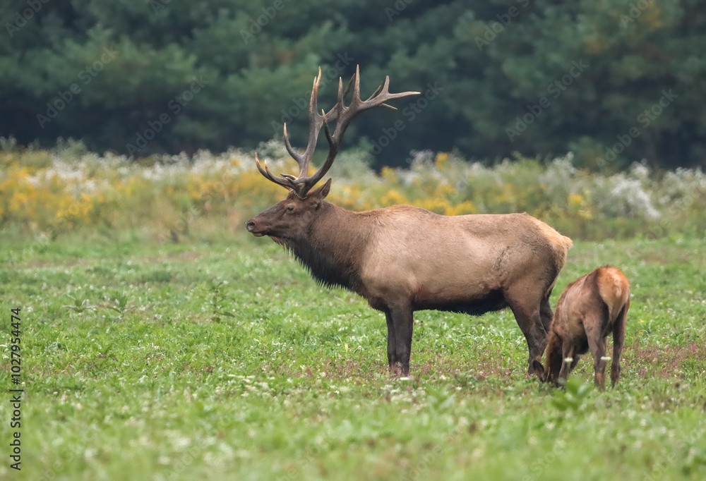 Magnificent Elk Bull Autumn Rut Bugle Magnificent Elk Bull Autumn Rut Bugle