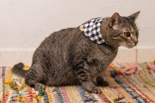 gato atigrado con bandana