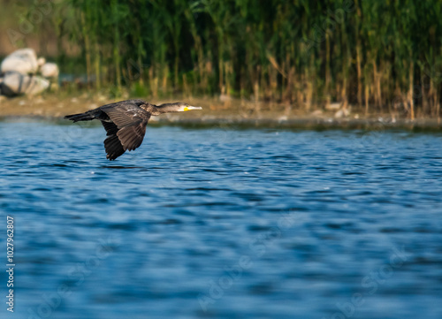 Kormoran. Lecący kormoran czarny