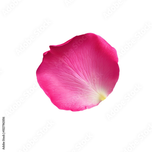 Single pink rose petal, delicate texture, isolated on a white background. isolated on transparent background.
