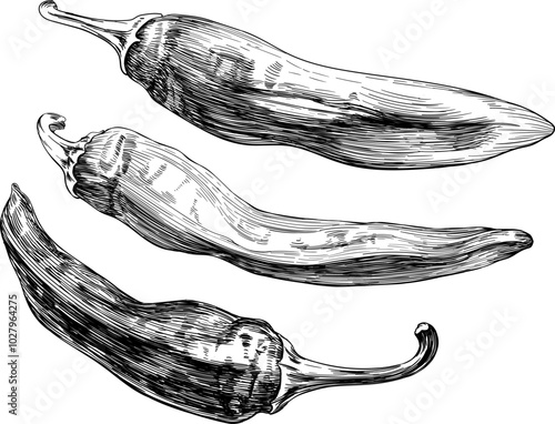 Hot chili pepper. Black and white engraved ink art hand drawn. Isolated chili illustration element on white background.