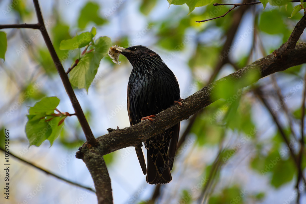 A graceful blackbird sits gracefully on a tree branch, proudly holding food in its beak A graceful blackbird sits gracefully on a tree branch, proudly holding food in its beak