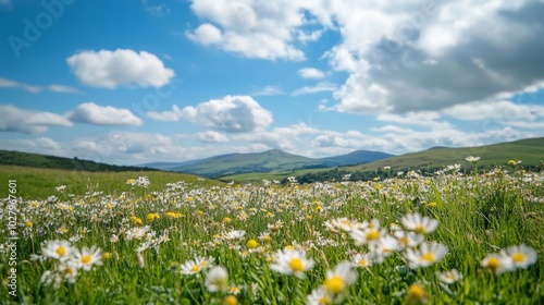 Beautiful summer landscape with daisies in a green field under a blue sky with fluffy clouds in the distance.