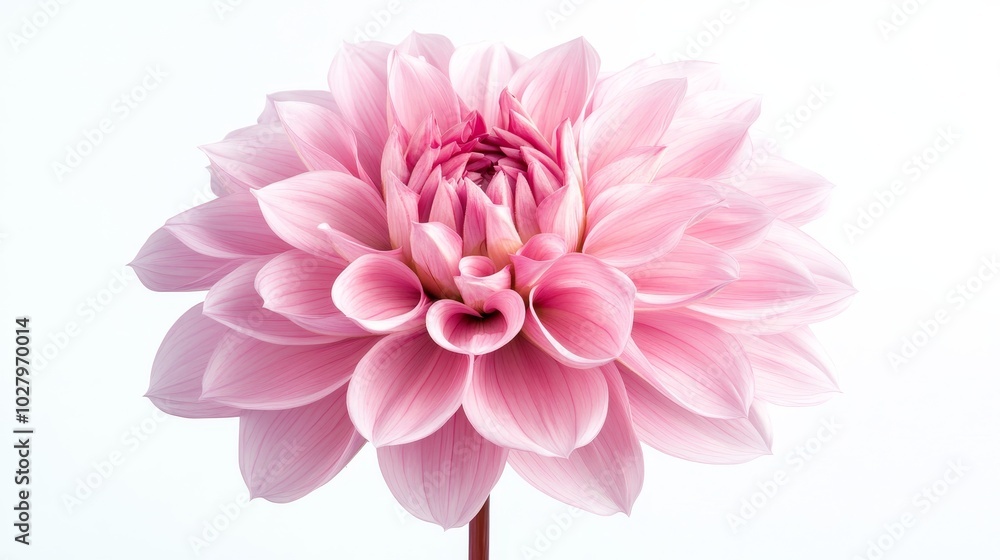 Fototapeta premium Vibrant, isolated pink dahlia blossom captured in a studio setting, revealing intricate details.