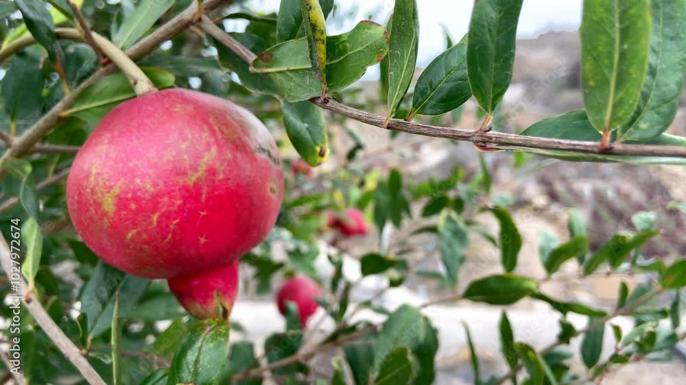 Ripe red pomegranate fruit hanging on a tree branch in the garden.Punica granatum,4k Ripe red pomegranate fruit hanging on a tree branch in the garden.Punica granatum,4k
