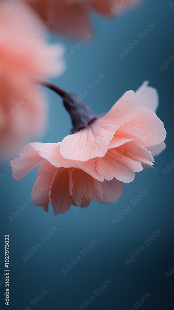 Vertical close-up of a delicate flower petal Vertical close-up of a delicate flower petal