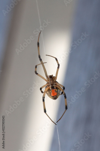 spider on a web photo