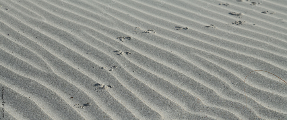 footprints in the sand footprints in the sand
