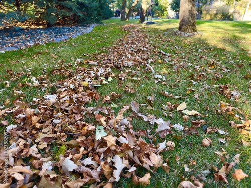 Konstfotografi autumn leaves and a rake on the grass under soft sunlight, ready for cleanup on a sunny day