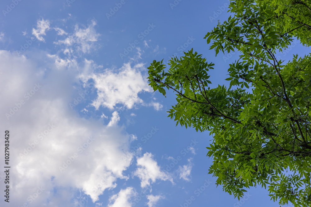 Green tree branches with bright leaves against a clear blue sky with clouds on a sunny day. Concept of nature, growth, and peaceful outdoor environment Green tree branches with bright leaves against a clear blue sky with clouds on a sunny day. Concept of nature, growth, and peaceful outdoor environment