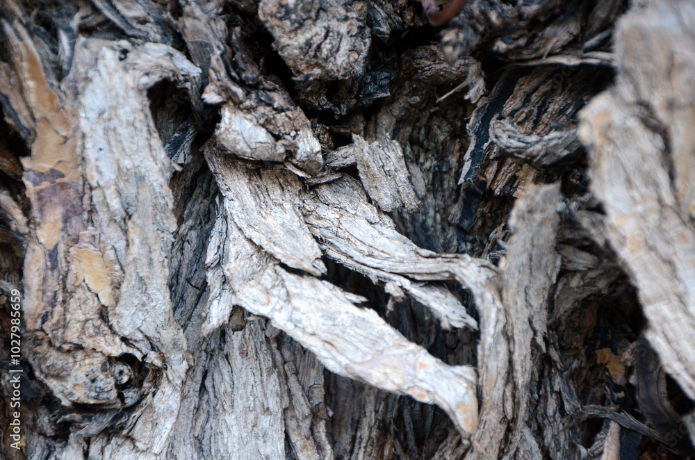 Background. Tree trunk with rough dark bark and stripes of light bark. Mallorca Island. Spain Background. Tree trunk with rough dark bark and stripes of light bark. Mallorca Island. Spain