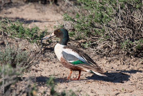 Migratory male of Northern Shoveler (Anas clypeata) stopping among the glasswort bushes (Salsola arbuscula) in the sagebrush desert after a night flight, southern Kazakhstan  photo